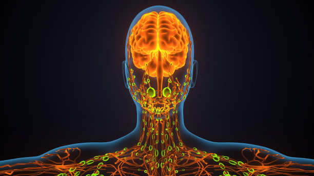 3d渲染的女性大脑神经系统艺术品图片下载