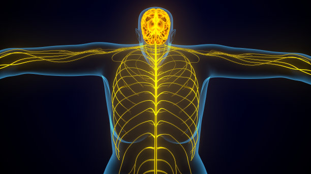 人类女性神经系统的3d插图图片下载