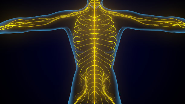 人类女性神经系统的3d插图图片下载