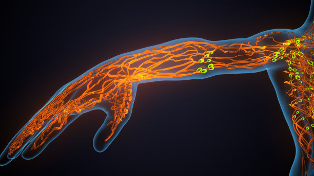 人类女性神经系统的3d插图图片下载