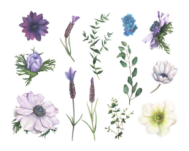 大套孤立的花卉元素绘制在水彩。图片下载