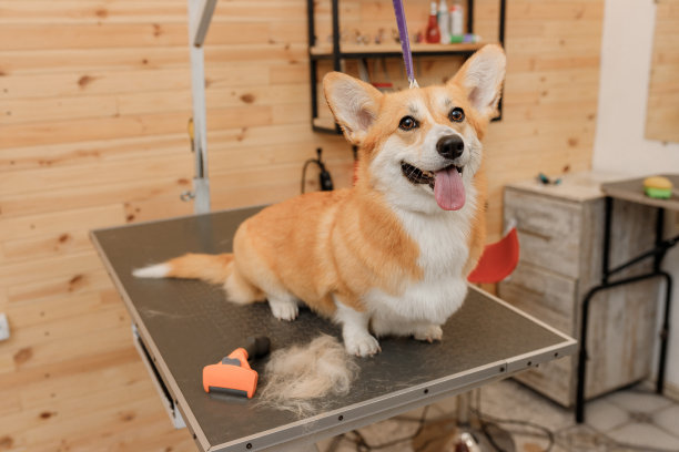 漂亮的威尔士柯基彭布罗克犬在梳洗台上等待专业的美容师给它理发图片下载
