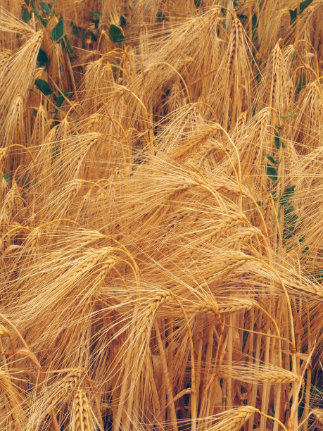 五颜六色的农田里长满了小麦图片下载