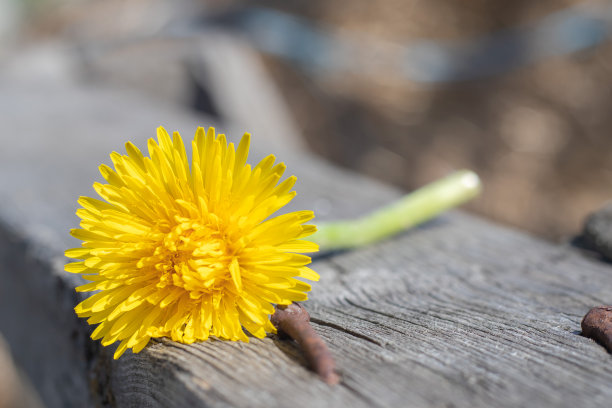 黄色的蒲公英躺在一个古老的木制背景上，有复印空间。背景是春天或夏天乡间别墅花园里的一朵黄花。盛开的蒲公英的微距照片。图片下载