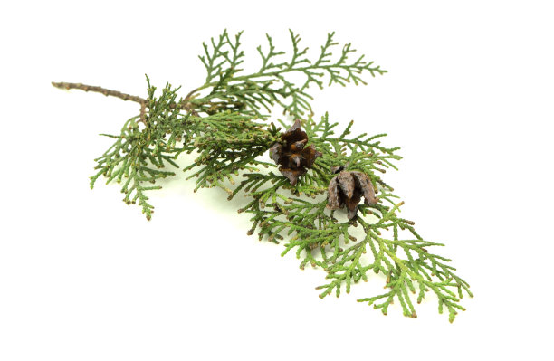 柏树锥。用于美容、护肤、养生。替代医学。孤立。图片下载