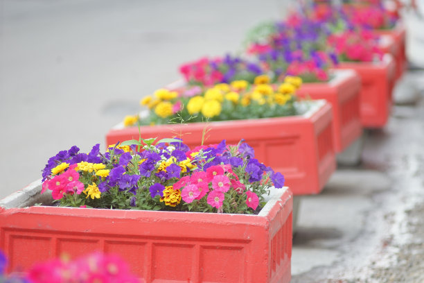 许多有花植物的城市花坛。图片下载