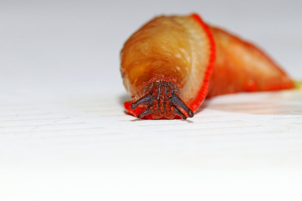 土地蛞蝓图片下载