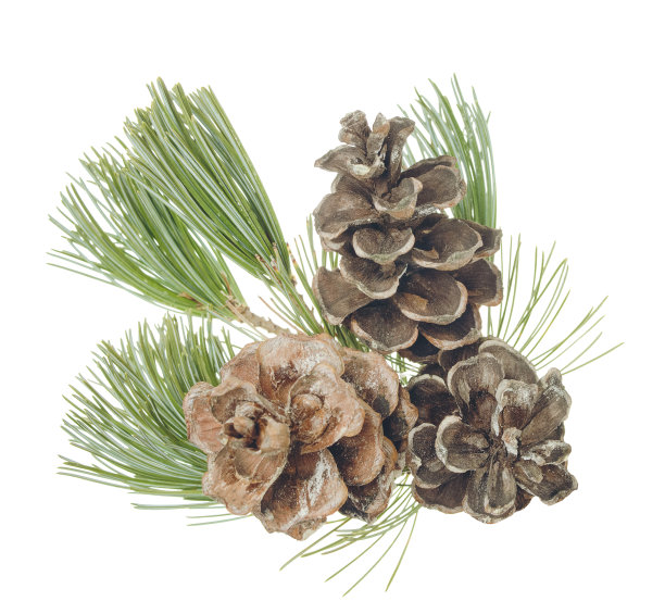冷杉的松果和树枝。圣诞和新年装饰。寒假设计元素。松树。图片下载