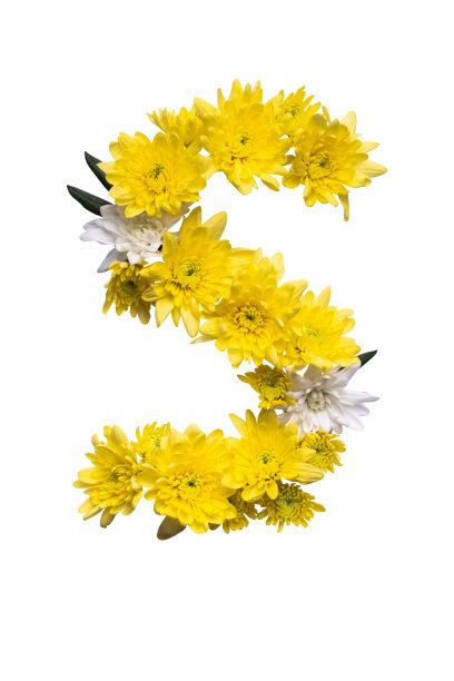 字母ABC集合。
字母S由真正的叶子和花在白色的背景图片下载