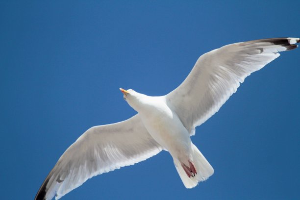 特写飞翔的海鸥图片下载