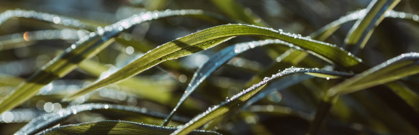 背景图像为绿色。自然、环保的自然背景。绿叶:带有雨滴或露珠的绿叶质地文本所在位置的副本。图片下载