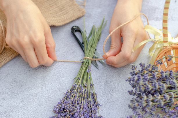一步一步的照片，一个女人的手绑着一束薰衣草与麻线。制作清新的薰衣草花束图片下载