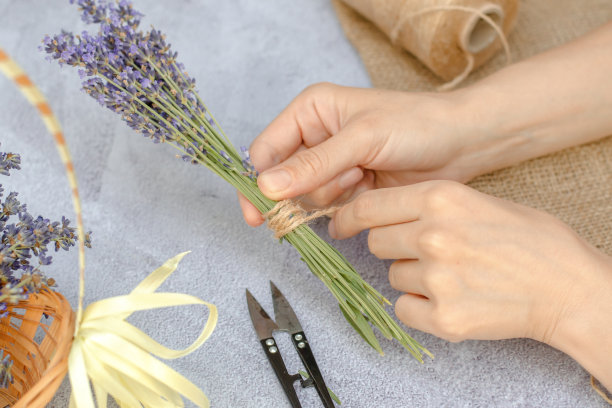 一步一步的照片，一个女人的手绑着一束薰衣草与麻线。制作清新的薰衣草花束图片下载