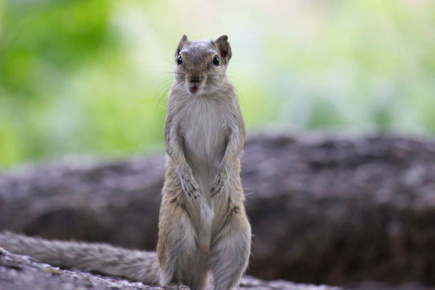 松鼠或啮齿动物，也被称为花栗鼠，在自然环境中的岩石上驻足图片下载