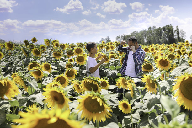 向日葵田里的父子图片下载
