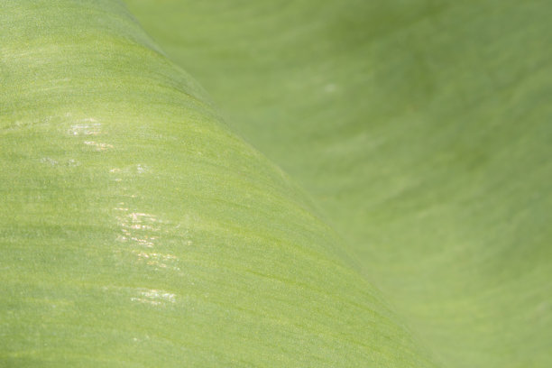 天然绿叶的宏观纹理。图片下载