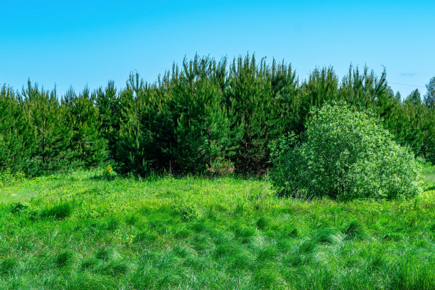 森林边缘的沼泽草地上长满了杂草图片下载