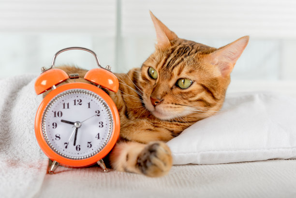 选择性聚焦一只猫在白色的床上和闹钟。图片下载
