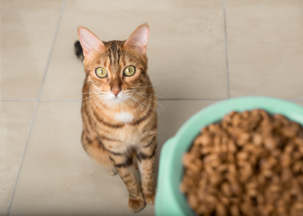 等待食物的孟加拉猫图片下载