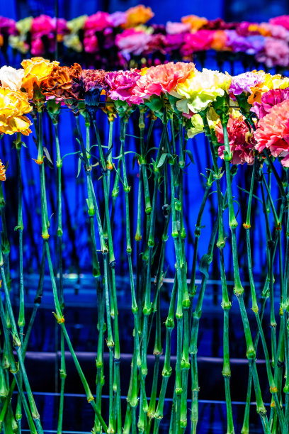 鲜花在花店-奥地利图片下载