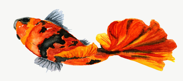 水彩画:用日本传统画风的墨汁在老式宣纸上手绘的红黑锦鲤。橙色的锦鲤,图片下载
