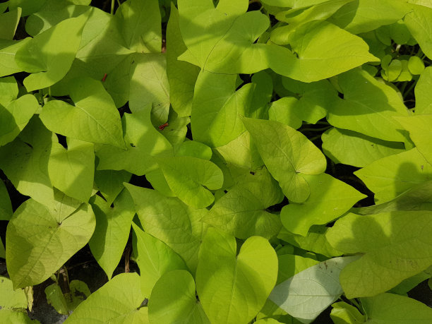 以室内植物玛格丽塔为背景。红薯黄叶子图片下载