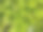 以室内植物玛格丽塔为背景。红薯黄叶子图片下载