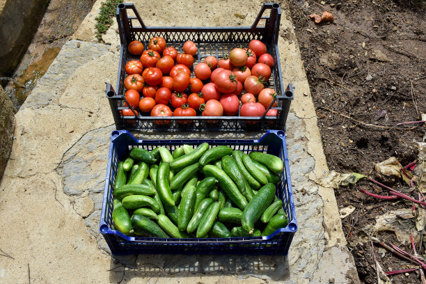菜园里新鲜的有机番茄和黄瓜，正在收获图片下载