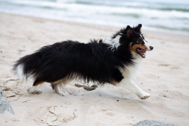牧羊犬，狗，波兰波罗的海海滩图片下载