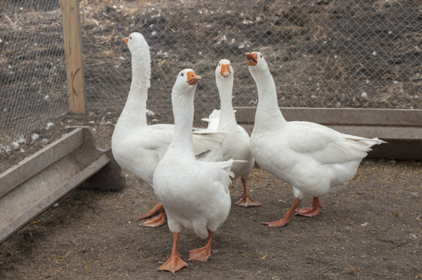 小牛，羊羔，鸭子，鹅，孩子，在一个牲畜农场。秋天在一个环保农场饲养家畜。谷物农业产业。图片下载