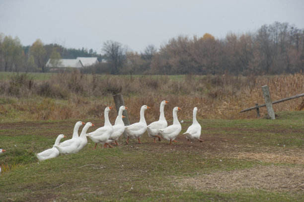 小牛，羊羔，鸭子，鹅，孩子，在一个牲畜农场。秋天在一个环保农场饲养家畜。谷物农业产业。图片下载