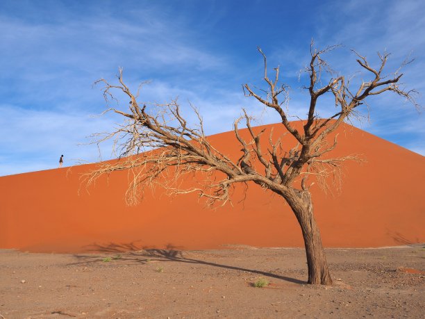 一个女人爬上一个长满枯死的金合欢树的沙丘图片下载