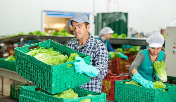 蔬菜仓库分拣线上的工人，将选好的生菜装箱图片下载