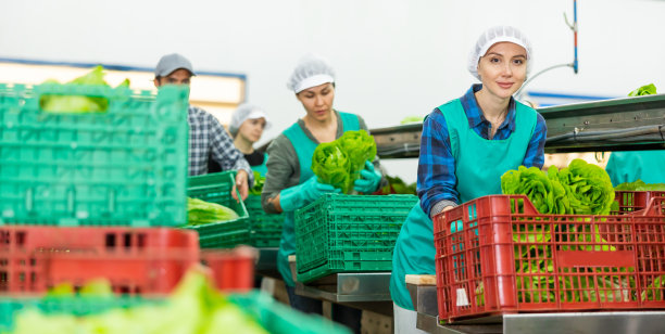 年轻微笑的女工在蔬菜厂分拣生菜图片下载