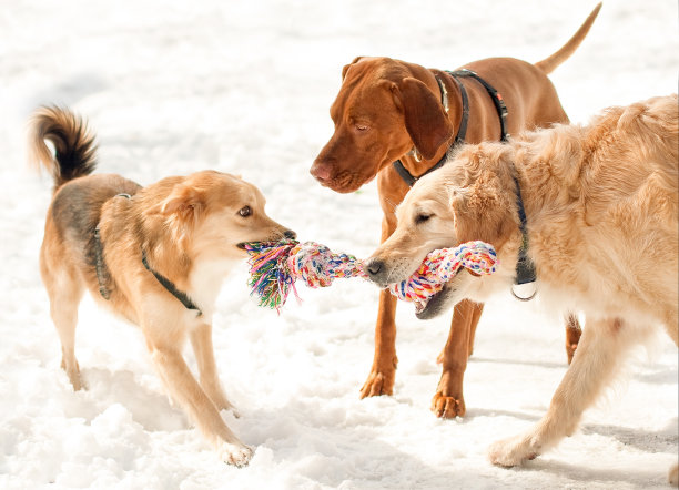 两只狗在雪地里和一只裁判狗玩绳子图片下载