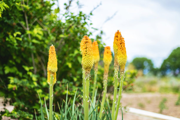 火炬百合在花园在美国西部的乡村生活生活在一个农场照片系列图片下载