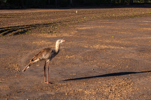 Seriemas (Cariama cristata)在刚收获的咖啡豆中寻找昆虫图片下载