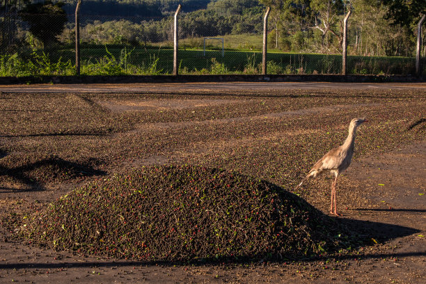 Seriemas (Cariama cristata)在刚收获的咖啡豆中寻找昆虫图片下载