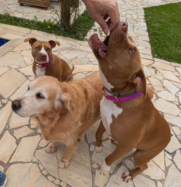 我家后院有只斗牛犬图片下载