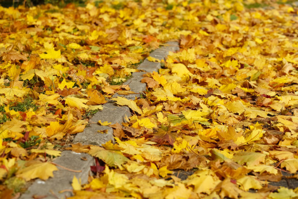 黄澄澄的秋叶落在路边图片下载