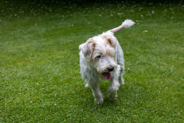杰克罗素梗狗在绿色花园图片下载