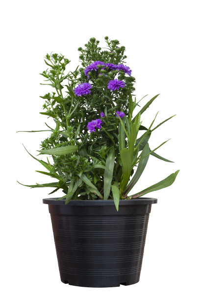 紫菊或菊花盛开在黑色塑料花盆孤立在白色背景包括修剪路径。图片下载