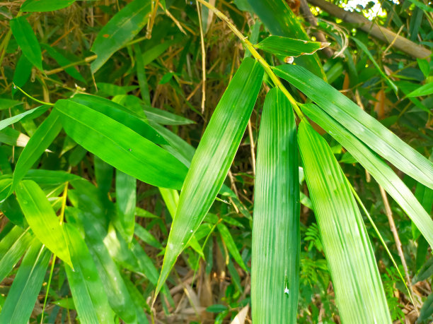 绿色的竹叶，有细枝和茎图片下载