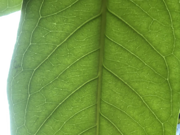 美丽的水番石榴叶纹理照片图片下载