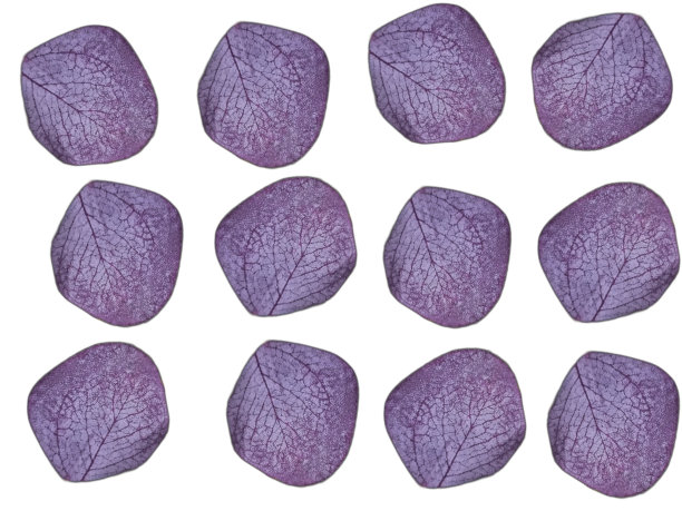 叶片紫色图片下载