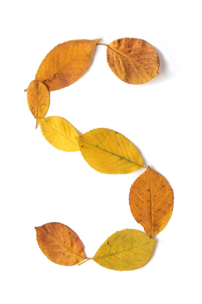 字母S孤立在白底。形成了秋天黄色和橙色的叶子。图片下载