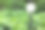 地面铁杆上的白色球灯花园照明在一个花坛与玉簪车前草绿叶后院装饰，夏天的植物美化，没有人。图片下载