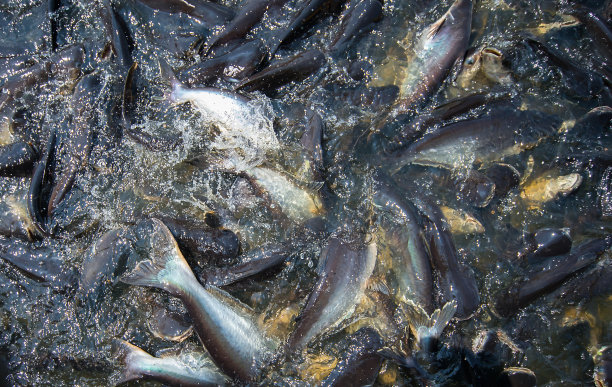 许多鱼为了吃河中的食物而打架，直到河水飞溅图片下载