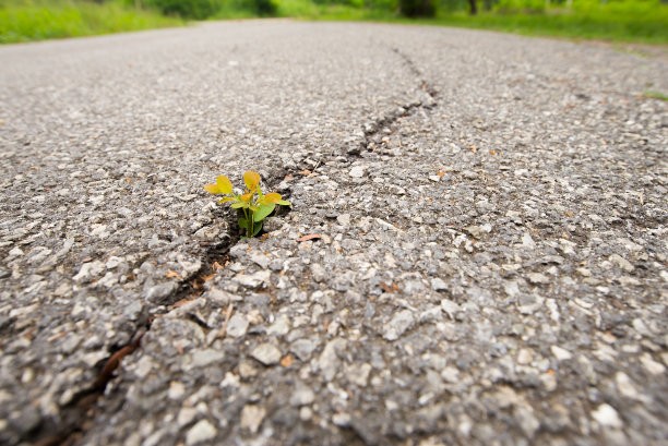 小树的插入发生在混凝土的裂缝图片下载