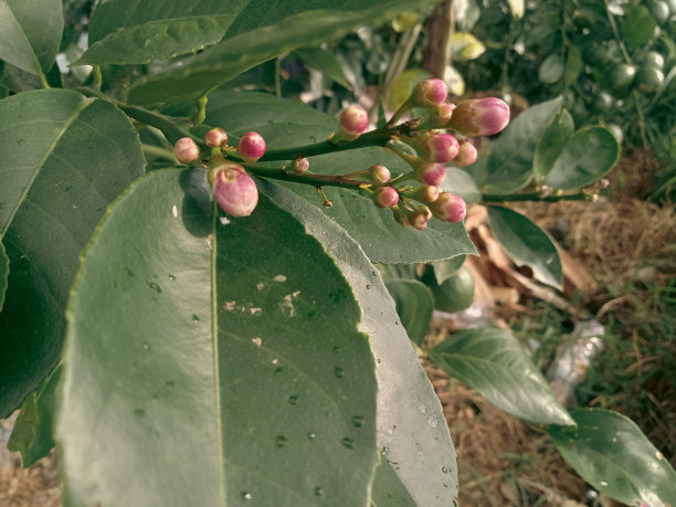 橙色植物花图片下载